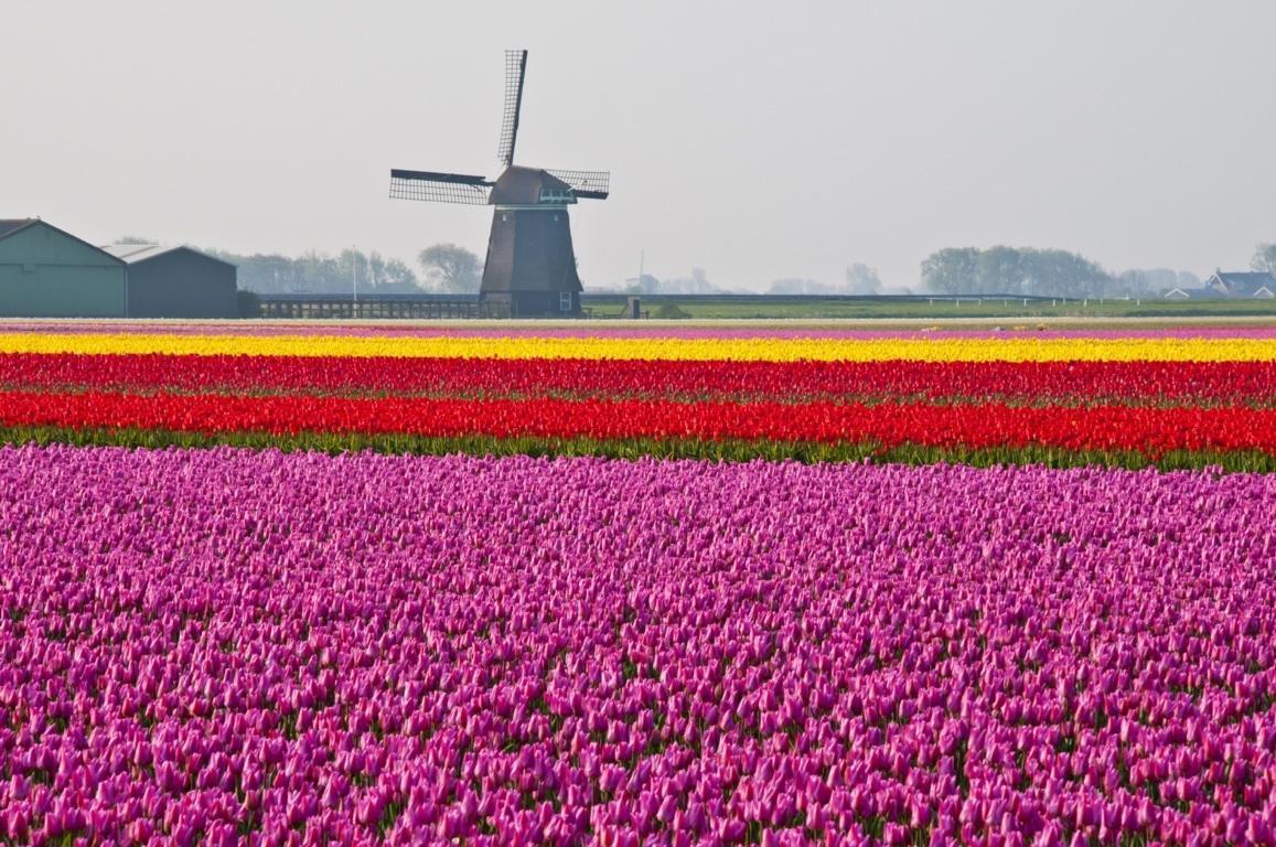 Tour Dei Tulipani Olanda In Bici Barca Bicievacanze