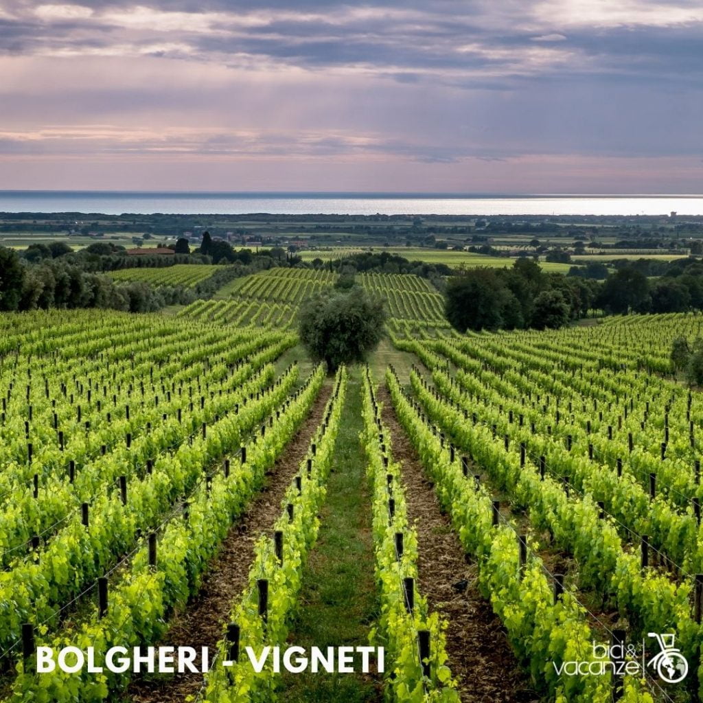vigneti bolgheri