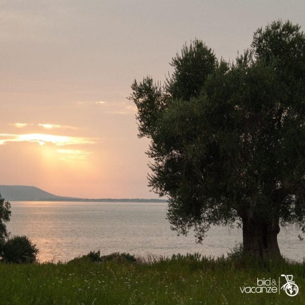 albero ulivo tramonto