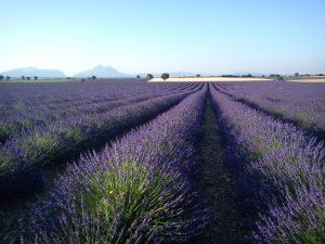 Tour in bici da corsa alta provenza, luberon, mount ventoux_francia_bici e vacanzE