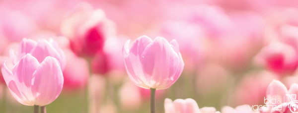 tulipani rosa