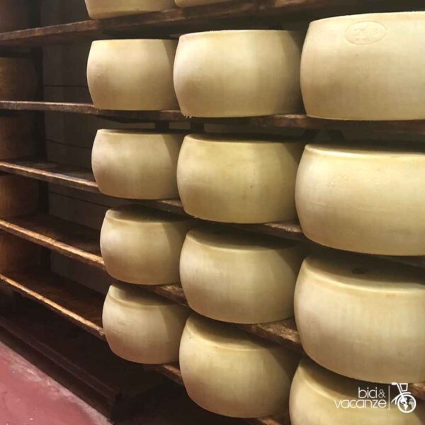 parmigiano